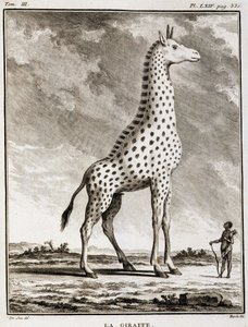 لوحة التاريخ الطبيعي: La Giraffe - في "" التاريخ الطبيعي ، العام والخاص "للفنان بوفون بواسطة المدرسة الفرنسية