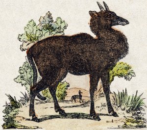 نيل غاو (نيل غاو ، حيوان هندي). نقش في "" Alphabet des animaux sauvages "". 9th الدوري. صور إبينال ، بيليرين ، ناشر طابعة ، حوالي عام 1870. نقوش على الخشب ، مطبوعة. 16 صفحة. الأبعاد: 20 × 15 سم. مجموعة خاصة بواسطة المدرسة الفرنسية