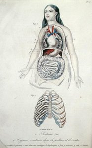 أعضاء في الصدر والمعدة ، من "Hygiene et Maladies de la Poitrine et de la Voix" بواسطة H. Croshiles ، باريس بواسطة المدرسة الفرنسية