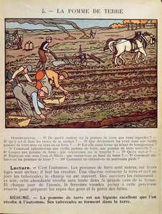 صفحة من كتاب مدرسي يوضح زراعة البطاطس ، ج .1910 بواسطة المدرسة الفرنسية
