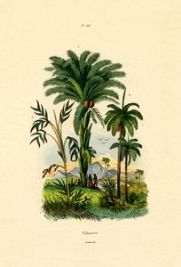 أشجار النخيل ، 1833-1839 بواسطة المدرسة الفرنسية