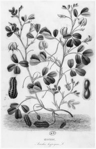 الفول السوداني (Arachis hypogaea) بواسطة المدرسة الفرنسية