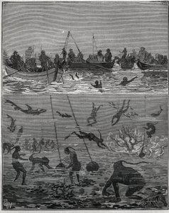 دراق اللؤلؤ في سيلان (سريلانكا الحالية) في القرن التاسع عشر. نقش من عام 1885 في "" Les Arts et metiers Illustres "" لأدولف بيتارد. بواسطة المدرسة الفرنسية