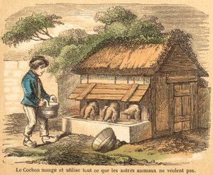Pig (coloured engraving) بواسطة المدرسة الفرنسية
