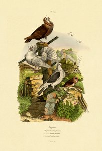 الحمام ، 1833-1839 بواسطة المدرسة الفرنسية