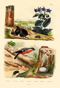 الصنوبر سويف ، 1833-1839 بواسطة المدرسة الفرنسية