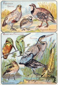اللوحة الثالثة العلوية: الحجل الرمادي ، السمان ، الحجل الأحمر. في الأسفل: Kingfishers ، Heron ، Becassine ، Fighting Knight ، Butor. نقش "الأبجدية المقطعية للطيور والزواحف" ". Serie A. Pellerin et Cie، printers-publishers، Epinal، أواخر القرن التاسع عشر. ك بواسطة المدرسة الفرنسية