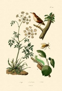 السم Hemlock ، 1833-1839 بواسطة المدرسة الفرنسية