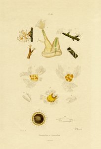 بوليب ، 1833-1839 بواسطة المدرسة الفرنسية