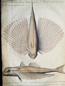 Profile and back of winged fish, Big Island, Brazil, watercolour from log book by Jacques Gouin de Beauchesne (1652-1730), captain of Compagnie royale de la Mer du Sud, from 1698 to 1701, France بواسطة المدرسة الفرنسية