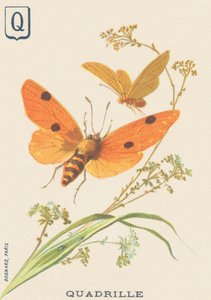 س: Quadrille (Lithosia quadra أو Lithosie quadrille) بواسطة المدرسة الفرنسية