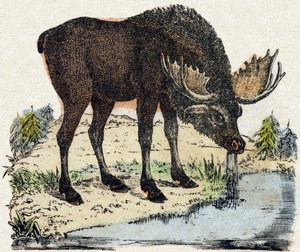 الرنة. نقش في "" Alphabet des animaux sauvages "". 9th الدوري. صور إبينال ، بيليرين ، ناشر طابعة ، حوالي عام 1870. نقوش على الخشب ، مطبوعة. 16 صفحة. الأبعاد: 20 × 15 سم. مجموعة خاصة بواسطة المدرسة الفرنسية