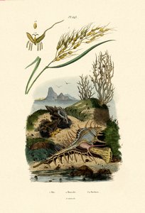 رايس ، 1833-1839 بواسطة المدرسة الفرنسية