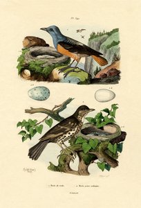 Roufus-tailed Rock-thrush ، Adolf Fries بواسطة المدرسة الفرنسية