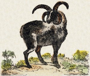 خروف. نقش في "" Alphabet des animaux sauvages "". 9th الدوري. صور إبينال ، بيليرين ، ناشر طابعة ، حوالي عام 1870. نقوش على الخشب ، مطبوعة. 16 صفحة. الأبعاد: 20 × 15 سم. مجموعة خاصة بواسطة المدرسة الفرنسية