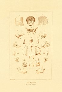 الهيكل العظمي ، 1833-1839 بواسطة المدرسة الفرنسية