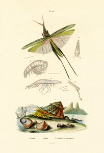 جندب مائل ، 1833-1839 بواسطة المدرسة الفرنسية