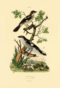 الصرد الرمادي الجنوبي ، 1833-1839 بواسطة المدرسة الفرنسية