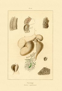 المعدة ، 1833-1839 بواسطة المدرسة الفرنسية