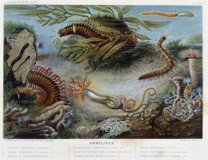 Sunapte de Duvernoy - in “” Le Monde de la Mer”” by Alfred Fredol. ed. Paris, Hachette. بواسطة المدرسة الفرنسية
