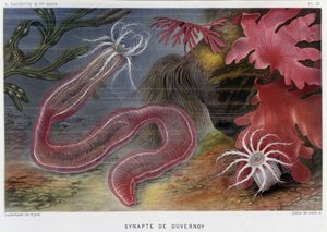 Sunapte de Duvernoy - في "" Le Monde de la Mer "لألفريد فريدول. إد. باريس ، هاشيت. بواسطة المدرسة الفرنسية