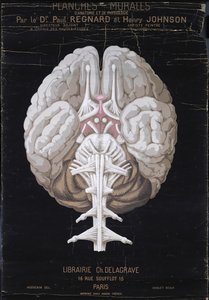 الدماغ ، من Planches Murales dAnatomie et de Physiologie للدكتور بول ريجنارد وهنري جونسون بواسطة المدرسة الفرنسية