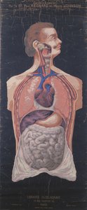 الصدر والمعدة ، من Planches Murales dAnatomie et de Physiologie للدكتور بول ريجنارد وهنري جونسون بواسطة المدرسة الفرنسية