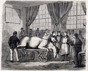 المدرسة البيطرية الوطنية في Alfort - Les grandes écoles de France - المدرسة البيطرية في Maison Alfort في عام 1866 - غرفة العمليات - نقش في "Le monde illustrious" عام 1866 بواسطة المدرسة الفرنسية