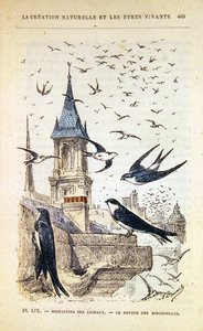 عودة السنونو. ج 1880 (نقش ملون) بواسطة المدرسة الفرنسية