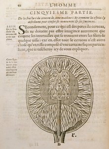 هيكل الدماغ ، من De Homine Figuris بقلم رينيه ديكارت (1596-1650) المنشور في لاهاي ، 1662 بواسطة المدرسة الفرنسية