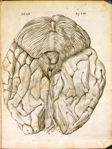 هيكل الدماغ ، من De Homine Figuris بقلم رينيه ديكارت (1596-1650) المنشور في لاهاي ، 1662 بواسطة المدرسة الفرنسية