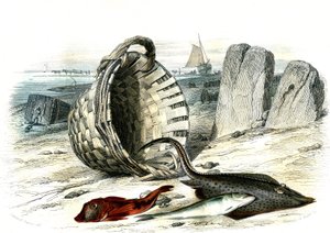 Trigle grondin (Trigle cuculus)، البياض (merlangius merlangus)، raie grondin (dipturus Batis) - لوحة مستخرجة من Histoire Naturelle بواسطة برنارد جيرمان دي لاسيبيدي (1856-1925)، طبعة P.Furme، باريس بواسطة المدرسة الفرنسية
