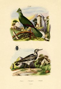 Turaco ، 1833-1839 بواسطة المدرسة الفرنسية