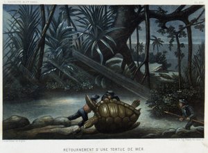 Turtle of a sea turtle - in “” Le monde de la mer”” by Alfred Fredol, Hachette, Paris بواسطة المدرسة الفرنسية