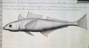 Unknown fish, Strait of Magellan, watercolour from log book by Jacques Gouin de Beauchesne (1652-1730), captain of Compagnie royale de la Mer du Sud, from 1698 to 1701, France بواسطة المدرسة الفرنسية