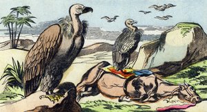 النسور. نقش في "Buffon Alphabet des Oiseaux n 1". 3rd Serie N 1. تصوير إبينال ، إبينال ، أواخر القرن التاسع عشر. 16 صفحة. قاتمة: 28x21 سم بواسطة المدرسة الفرنسية