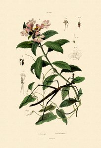 حشرة عصا المشي ، 1833-1839 بواسطة المدرسة الفرنسية