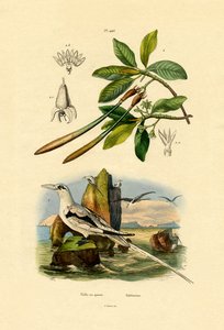 تروبيك بيرد أبيض الذيل ، 1833-1839 بواسطة المدرسة الفرنسية