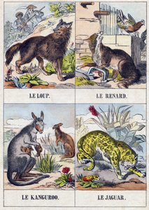 ذئب؛ ثعلب كنغر ؛ جاكوار. نقش في Buffon Alphabet des Animaux. السلسلة الثالثة N 1. تصوير إبينال ، إبينال ، أواخر القرن التاسع عشر .16 صفحة. Dim: 28x21cm بواسطة المدرسة الفرنسية
