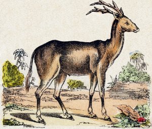 زانتاروس. نقش في "" Alphabet des animaux sauvages "". 9th الدوري. صور إبينال ، بيليرين ، ناشر طابعة ، حوالي عام 1870. نقوش على الخشب ، مطبوعة. 16 صفحة. الأبعاد: 20 × 15 سم. مجموعة خاصة بواسطة المدرسة الفرنسية