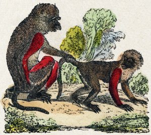 ياركس. نقش في "" Alphabet des animaux sauvages "". 9th الدوري. صور إبينال ، بيليرين ، ناشر طابعة ، حوالي عام 1870. نقوش على الخشب ، مطبوعة. 16 صفحة. الأبعاد: 20 × 15 سم. مجموعة خاصة بواسطة المدرسة الفرنسية