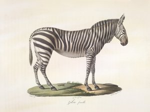 أنثى الحمار الوحشي. أنثى الحمار الوحشي ، من التاريخ الطبيعي للثدييات (لون ليثو) بواسطة المدرسة الفرنسية