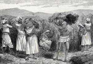 Smilax أو sarsaparille أو حصاد الأعشاب الخشنة في بيرو (نقش) 1888 بواسطة المدرسة الفرنسية