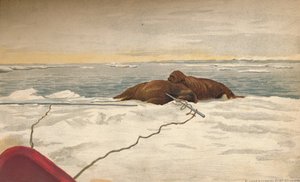 قتل الفظ قبالة الساحل الشرقي لشبه جزيرة تيمور ، 12 سبتمبر 1893 ، 1897