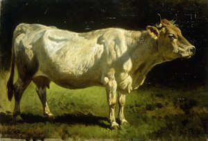 بقرة في المناظر الطبيعية