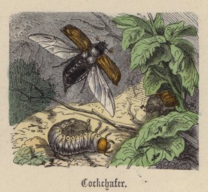 Cockchafer (نقش ملون) بواسطة فريدريش سبيشت