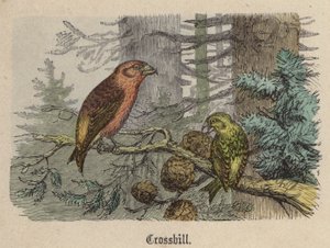 Crossbill (نقش ملون) بواسطة فريدريش سبيشت