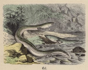 Eel (coloured engraving) بواسطة فريدريش سبيشت
