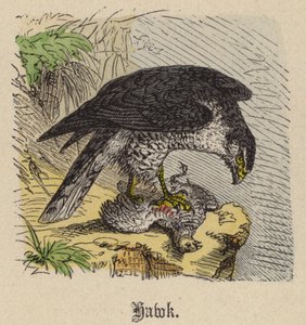 Hawk (coloured engraving) بواسطة فريدريش سبيشت