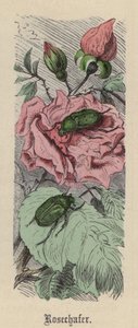 Rosechafer (نقش ملون) بواسطة فريدريش سبيشت
